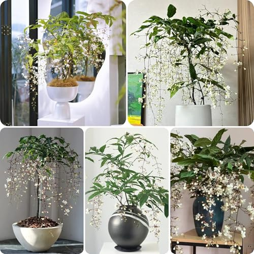 Planta de jazmín resistente - semillas decoración de balcones camas elevadas para jardín plantas perennes resistentes plantas jardín semillas flores en macetas - raras - interior 100pcs