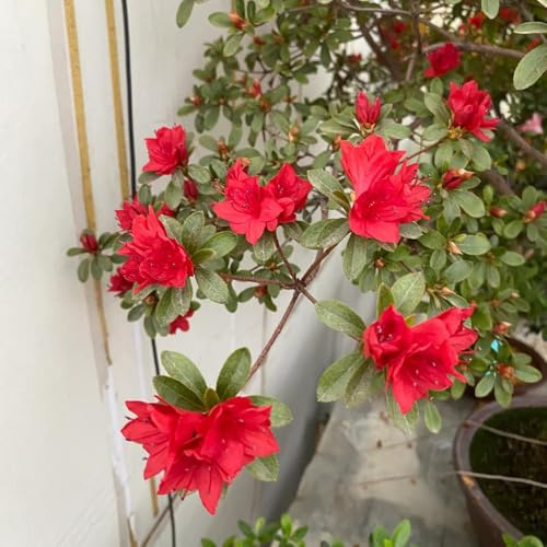semi resistenti di rododendro - balcone azalea, copertura del terreno, 150pcs