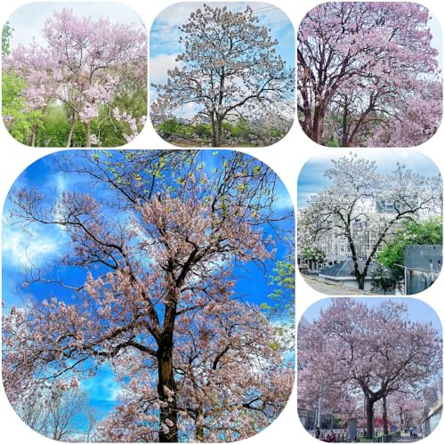Semi di Paulownia - biologico campanula, kiri, verdi esotiche semi ornamentale resistente balcone estivi giardino 300pcs
