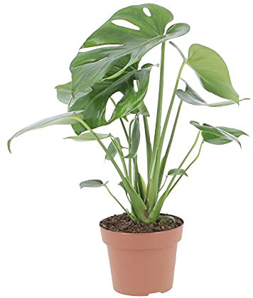 KENTIS - Monstera Deliciosa - Pianta del Pane Americana - Piante Vere da Interni - H 40-50 cm Vaso Ø 14 cm