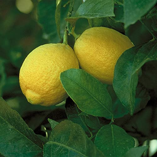Bulbos de Cepa de Limonero -Adaptable, Versátil, Duro, Resistente, Robusto-3 Rizoma
