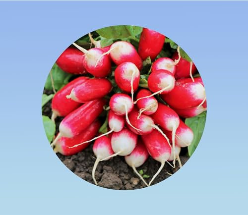 500 graines radis 18 jours demi long - radis rouge - croissance rapide -