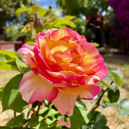Rosas híbridas/rosas/rizoma/resistentes/decorativas/de jardín/fragantes/de interior/de exterior/aptas para principiantes-2 PCS-B
