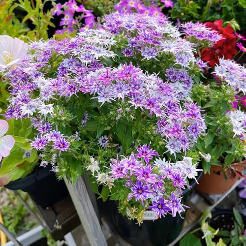 Phlox de alfombra - flox subulata reverdecimiento de tejados comprar semillas de Cobertura perenne resistente decoraciones jardín para exteriores oficina prado silvestres, siembra 1500pcs