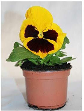 Pensamiento (maceta 10,5cm) (Blanco)