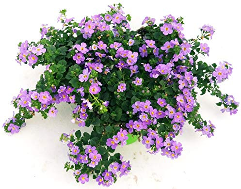 POWERS TO FLOWERS - BACOPA LILLA, 3 PIANTE VASO 14, piante vere