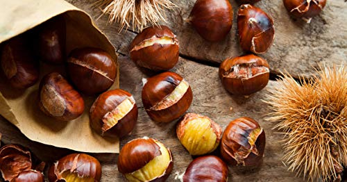 3st. Marone 50-80cm im Topf Esskastanie Castanea sativa Maronen Marone