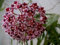 (20) Dark Light Hoya Rose Graines Boule Orchard Flower Garden Seed usine de cire
