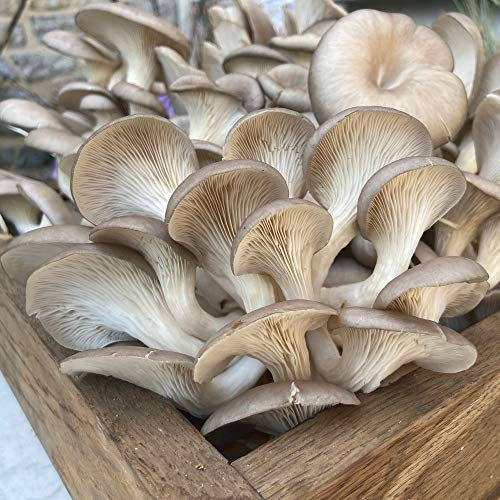 Windowsill Mushroom Growing Kit - Oyster Mushroom Gift Wrapped Easy to Grow Your Own Mushrooms at Home x 1 by Thompson & Morgan