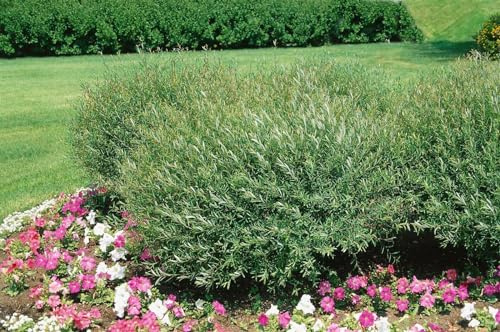Salix purpurea 'Nana' 40-60 cm – Winterhart, Mehrjährig, Pflegeleicht – Purpur-Weide – Heckenpflanze für Garten & Kübel