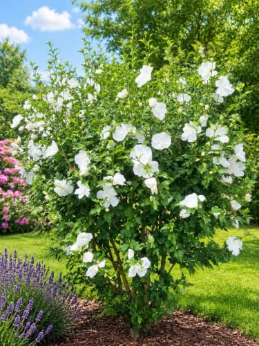 Hibisco gigante blanco relleno 10 semillas