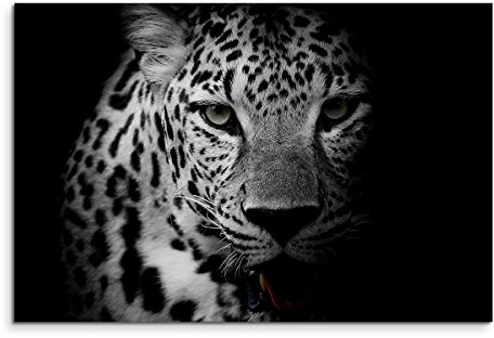 Paul Sinus Art Wandbild 120x80cm Tierfotografie – Porträt eines Leoparden schwarz weiß