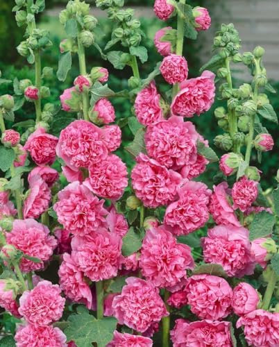 Alcea rosea 'Pleniflora Chaters' ca. 9x9 cm Topf - Stockrose, rote gefüllte Blüten, Blütezeit Juni-August, ideal für Bauerngärten, bienenfreundlich