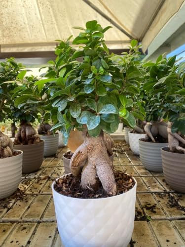 Bonsai Ficus Ginseng (Ficus microcarpa) - Pianta ornamentale