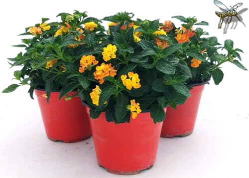 POWERS TO FLOWERS - LANTANA CAMARA ARANCIO 3 PIANTE, VASO 14CM DIAMETRO, piante vere