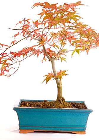 Planta Natural Original Bonsái Acer Palmatum Arce Enano Japonés