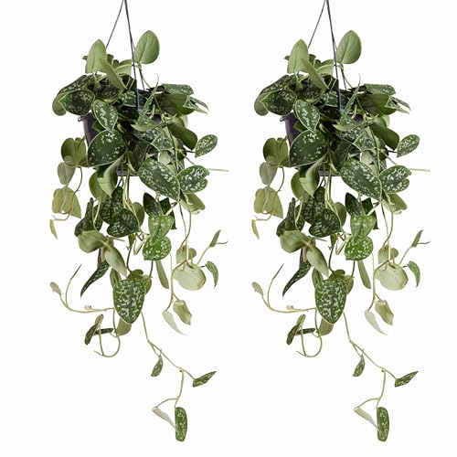 Bloomique - 2er-Set - Scindapsus Pictus - Silberrebe - Hängepflanze - Auch als Kletterpflanze geeignet - Zimmerpflanzen - Luftreinigend - Pflegeleicht - Höhe 20-25 cm - Topf 15 cm