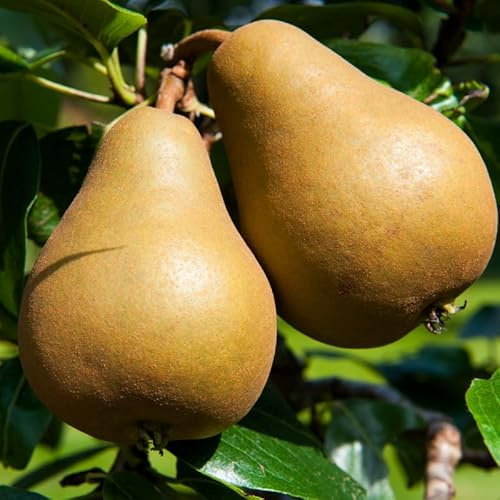 Pyrus Communis Comtesse De Paris - Poirier 120 cm en Pot - Plante En Pot - Floraison Mars - Hauteur 120cm