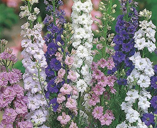 300 Seeds of Flowers Larkspur Giant Imperial Mixed