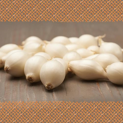 FLORTUS – Wintersteckzwiebel Snowball 250 g zertifiziertes Pflanzgut – Zwiebelgröße 14-21 mm, für den Anbau von würzigen, aromatischen, weißen Zwiebeln – Für Garten & Hochbeet