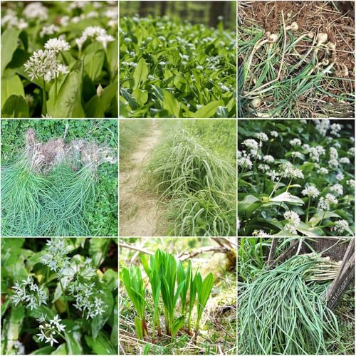 Comprar de ajo silvestre - semillas semillas de ajo silvestre para cobertura del suelo silvestres balcón invernadero camas elevadas para 500pcs