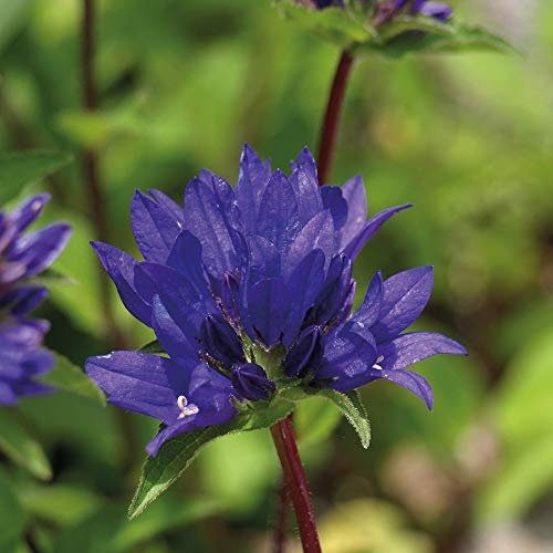 Suttons Campanula glomerata Superba, Clustered Bellflower, Hardy Perennial Plant. 1 x 1-Litre Potted Plant