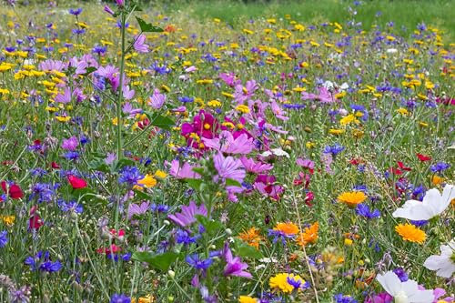 Blumenwiese mit über 70 Blumenarten und Wildkräuterarten, insektenfreundliche Blühwiese, Bienenweide, ein- und mehrjährige Arten für Schmetterlinge, Bienen & Hummeln (20qm = 20 Gramm)
