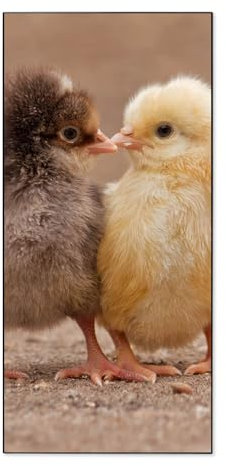 banjado® Magnettafel 37 x 78cm / Magnetwand aus Metall/Magnetpinnwand als Memoboard/Pinnwand Magnettafel Küche, Büro, Kinderzimmer inkl. 4 Magnete & Montageset - Motiv Zwei Küken