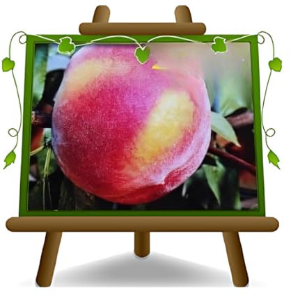 EURO PLANTS VIVAI Pêcher pêche à la pulpe jaune Pêcher claire plante fruitière résistant à la bulle pot 20 cm hauteur 150-170 cm - Âge 2 ans