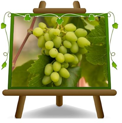EURO PLANTS VIVAI Vite Vittoria Pianta da Frutto Antico età 2 anni | Varietà Autofertile precoce e molto produttiva. - Vaso ø 20 cm - Altezza 150~170 cm