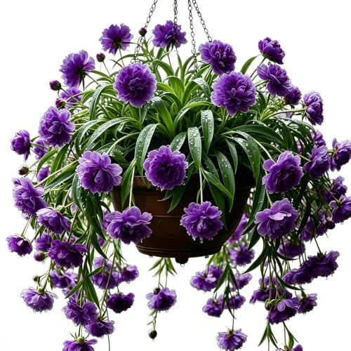 ragno - Chlorophytum comosum esterno balcone giardino d'appartamento esotiche di coperto 1piante