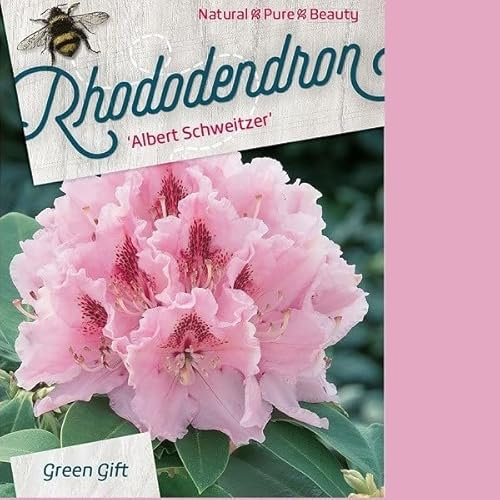 Rhododendron 'Dr. Albert Schweitzer' 40-50 cm pot | Floraison rose saumonée abondante, parfait en haie & massif