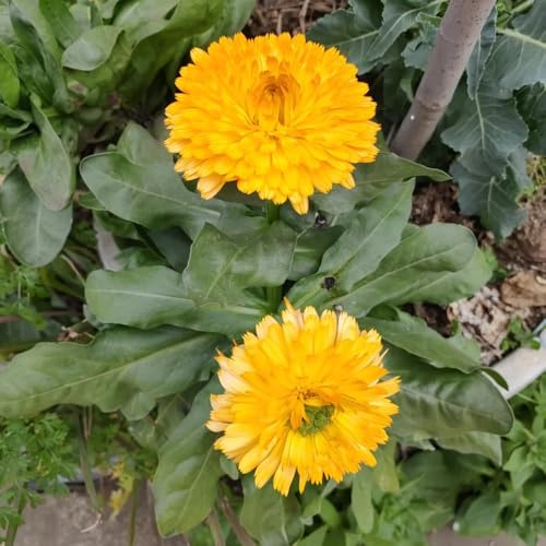 semi di calendula biologici - calendula - primaverile, selvatici di calendula tappezzante perenne resistente da balcone, decorazione soggiorno 1200pcs