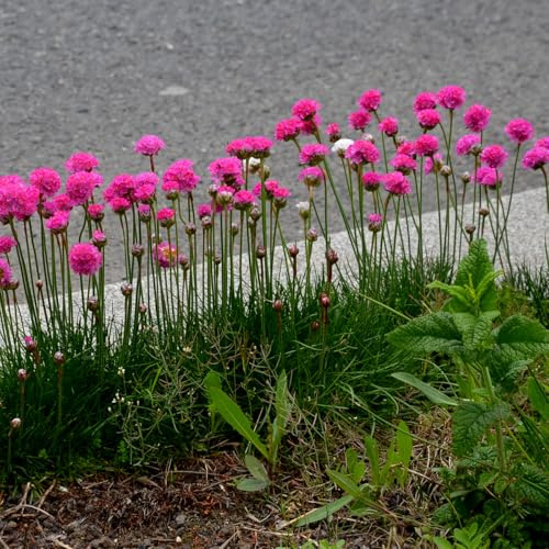 Bloomique - 6er - Set - Armeria Maritima Abbey Deep Rose - Strandnelke - Gartenpflanze - Reichblühend - Winterhart - Mehrjährig - Höhe 10-20 cm - Topf 9 cm