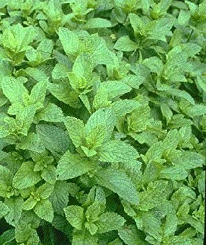 Menta - Mentha piperita - Giardino di Menta Piperita - 1000 semi