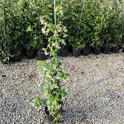 Gelsomino Rampicante, 2 piante alte 100/120 cm, vaso 16, Fiori Bianchi Profumati a forma di stella