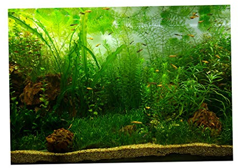 Perfeclan Aquarium Hintergrund selbstklebend Rückwand Folie Fotorückwand, Wasserpflanzen, 61x30cm