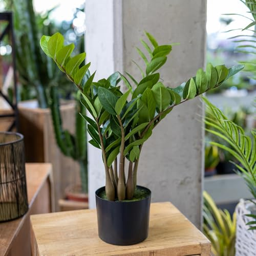DARO DEKO künstliche Zimmerpflanze Zamioculcas 57cm im Topf Zier-Pflanze Kunstpflanze Tischdeko