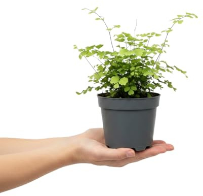 Adiantum Raddianum Fragrans Culantrillo DECOALIVE Planta Verde Ornamental con Maceta 14 cm y Altura 35 cm