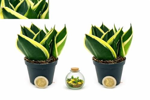 POWERS TO FLOWERS - SANSEVERIA BLACK JADE MINI, VASO 5,5 CM DIAMETRO, 2 PIANTE, IDEALE PER TERRARIUM, piante vere