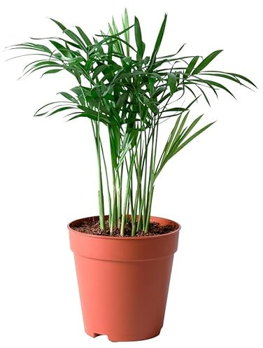 CHAMAEDOREA ELEGANS Potted Plant, Parlour Palm, 9 cm