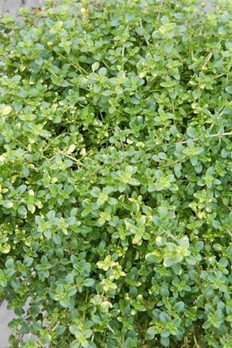 Thymus x citriodorus 'Orange Scent' ca. 9x9 cm Topf - Zitronenthymian, aromatischer Duft, ideal für Kräutergärten, bienenfreundlich, pflegeleicht