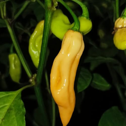 semillas de habanero orgánicas, chile, Comprar camas elevadas para el jardín, invierno, chile, jardín, 300pcs
