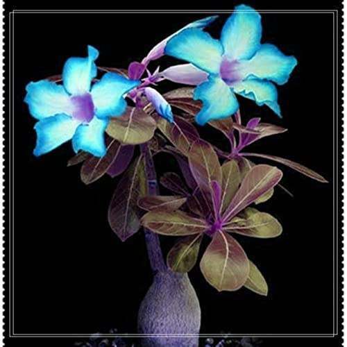 Mysteriöse magische Glühbirne, Hausgarten, Exotisch, Seltene Pflanze, Mehrjährige Blumenzwiebel, Winterhart Pflanzen, WüStenrosen Zwiebeln, Alasines Blumenzwiebel Mix, 1zwiebeln-C