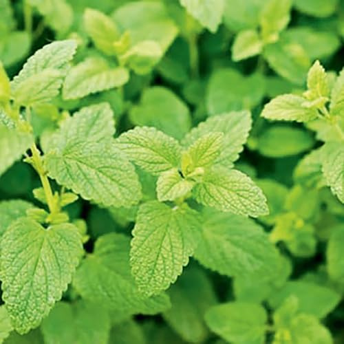 3 Lemon Balm Plants Live, 4-8” Tall Starter Herb Plants, Cold Hardy Lemon Mint for Garden or Containers