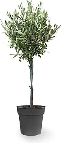 DECOALIVE Olivera PREMIUM Planta Natural para Decorar el Hogar Olivo Natural, 8435712005364