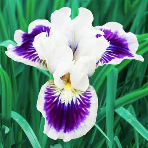 Iris Bulbs-Iris Bulbs for Planting Now UK,Garden Flowers,Hardy Perennial,Wedding Flowers,Plant Bulbs-8bulbs-c