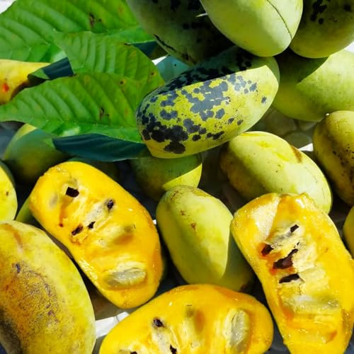 Pawpaw Live Plant, Paw Paw Tree 6-10 Inches, Quart Pot