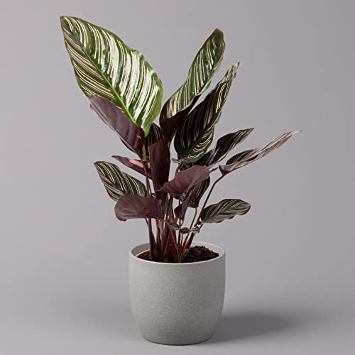 Exotenherz - Schattenpflanze mit ausgefallenem Blattmuster - Calathea ornata - 14cm Topf - ca. 50cm hoch