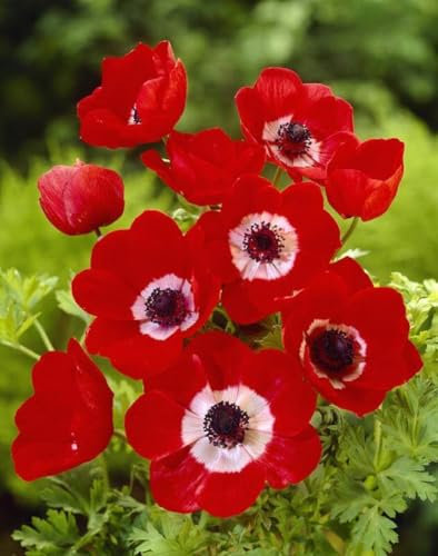 Lot de 5 Bulbes d' Anémones - Hollandia coronaria - calibre 3/4 - La Main Verte